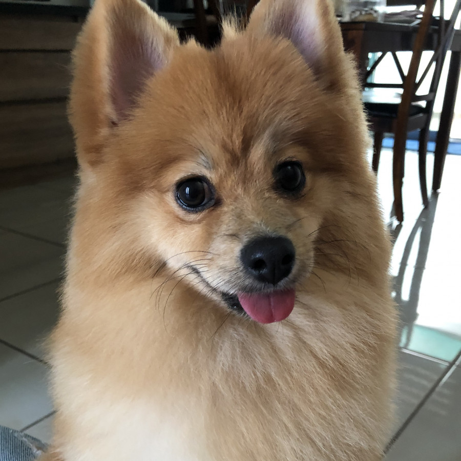 MARLUI | Raza Pomerania | Final Feliz