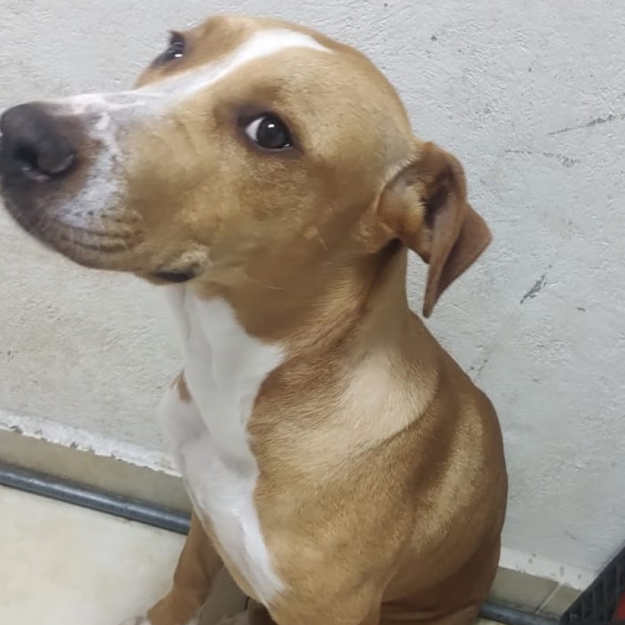 GÜERA | Raza Mestiza, cruza de Labrador | En Adopción