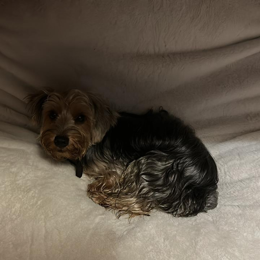 LOKI | Raza Yorkshire Terrier (Yorkie) | Final Feliz