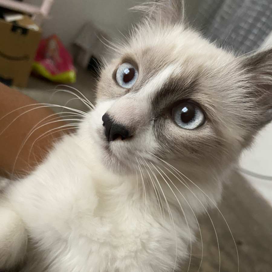 RUI | Raza Snowshoes | Final Feliz