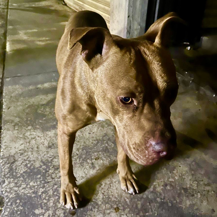  | Raza American Pitbull Terrier | Encontrado