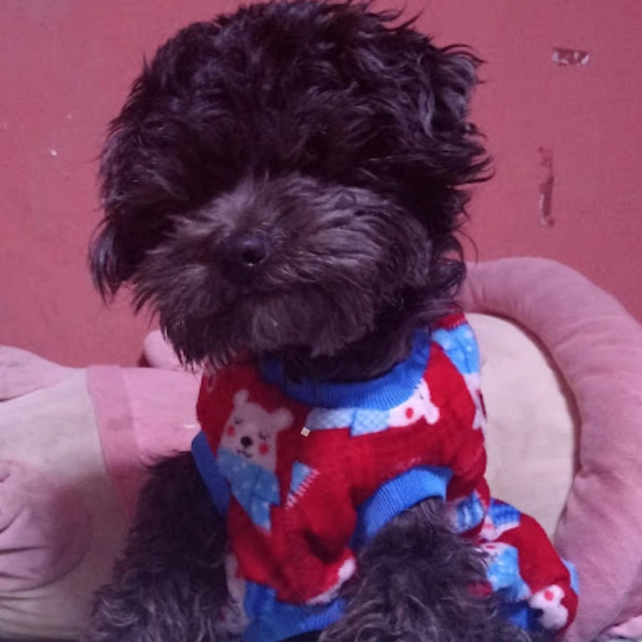 COCO | Raza Mestizo cruza de Schnauzer con Poodle,  (Schnoodle) | Perdido