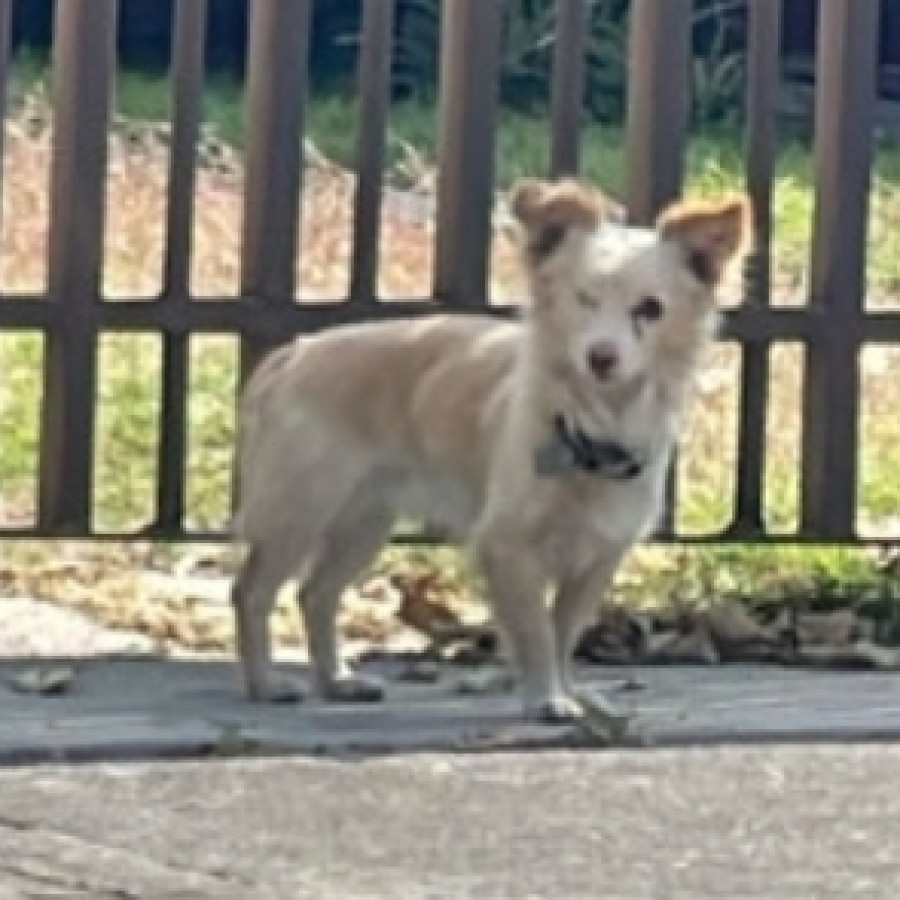 TEO | Raza Chihuahua | Perdido