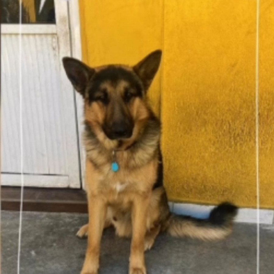 CAPITÁN | Raza Pastor Alemán | Perdido