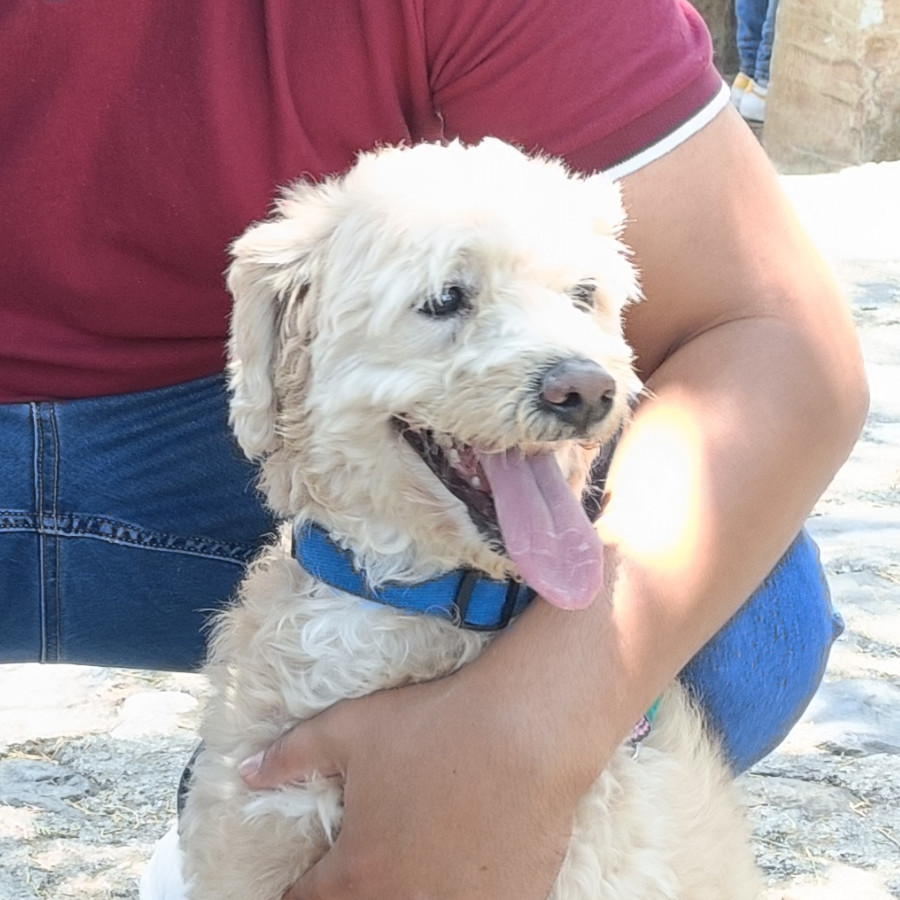 CHEETO | Raza Mestizo, cruza de French Poodle con Maltés,  (Maltipoo). | Perdido