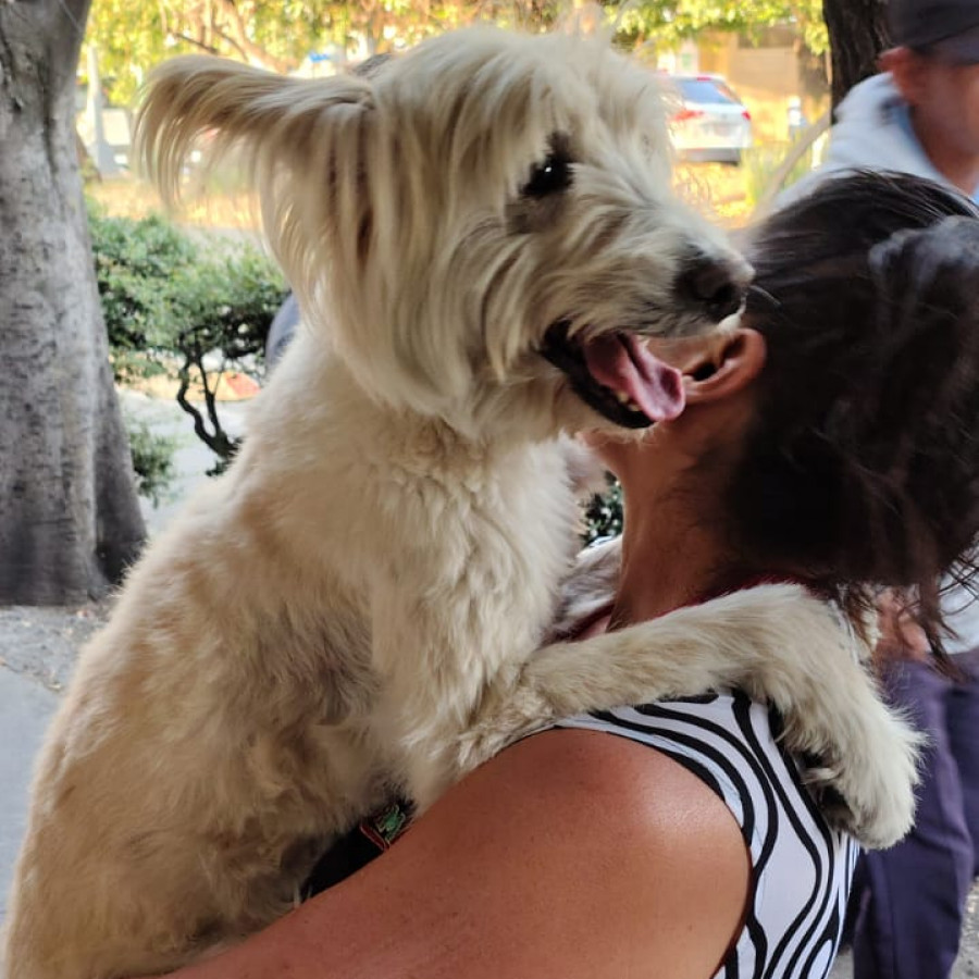  | Raza Mestizo, posible cruza de Schnauzer o de Westie | Encontrado
