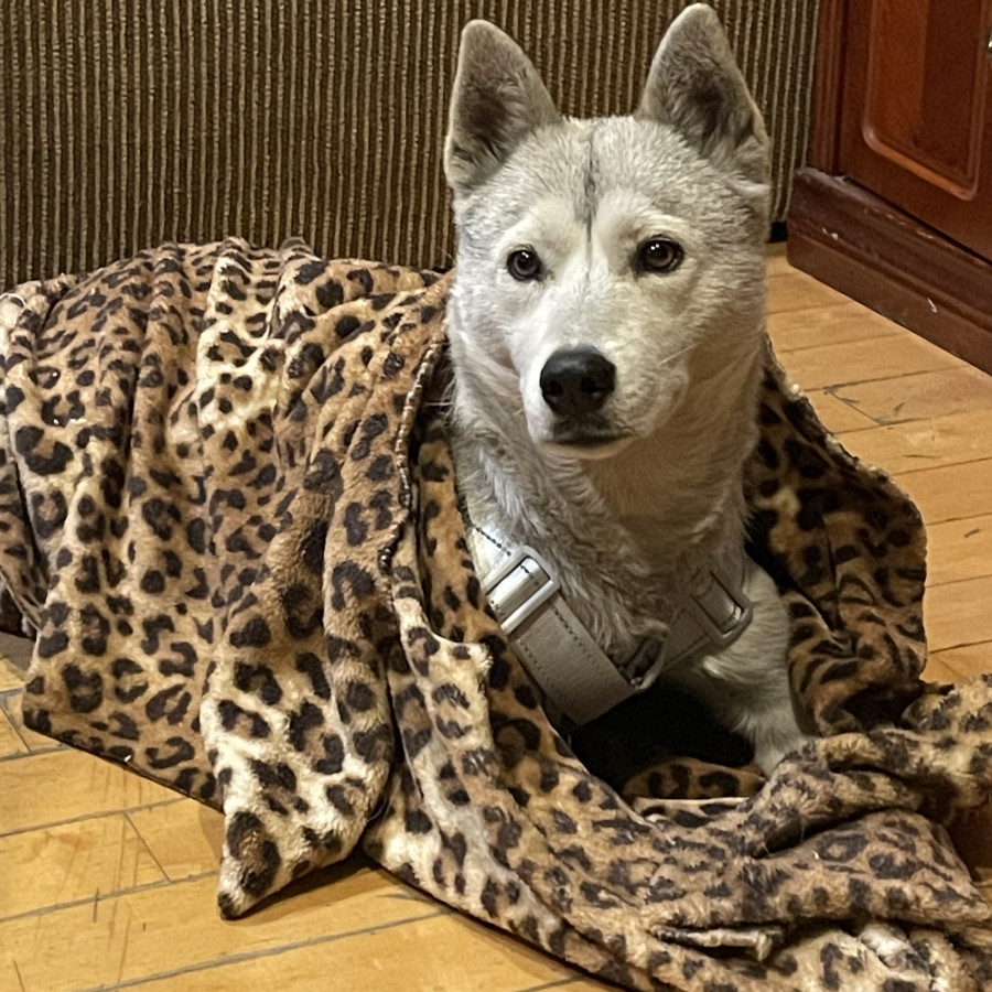  | Raza Mestiza, cruza de Husky Siberiano | Encontrada