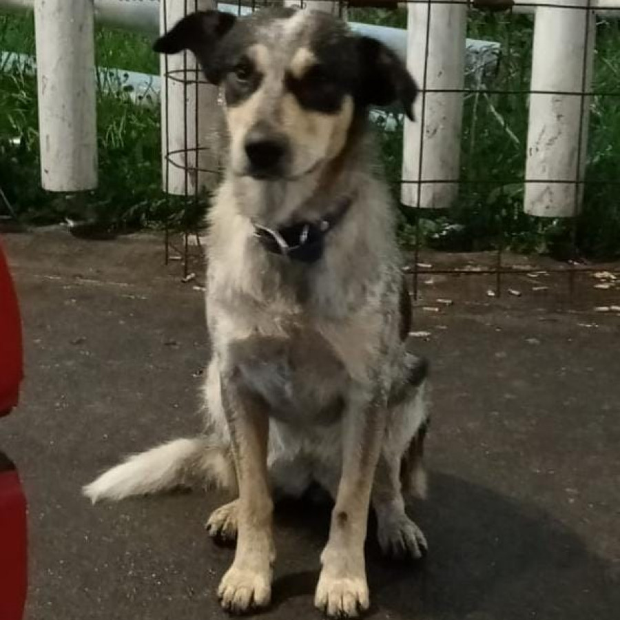  | Raza Mestiza, cruza de Ganadero Australiano, (Blue Heeler) | Encontrada