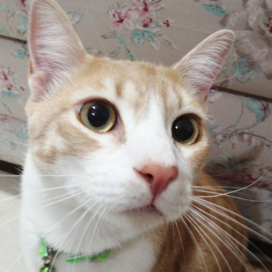 MOMO | Raza Doméstico Américano de Pelo Corto | Perdido