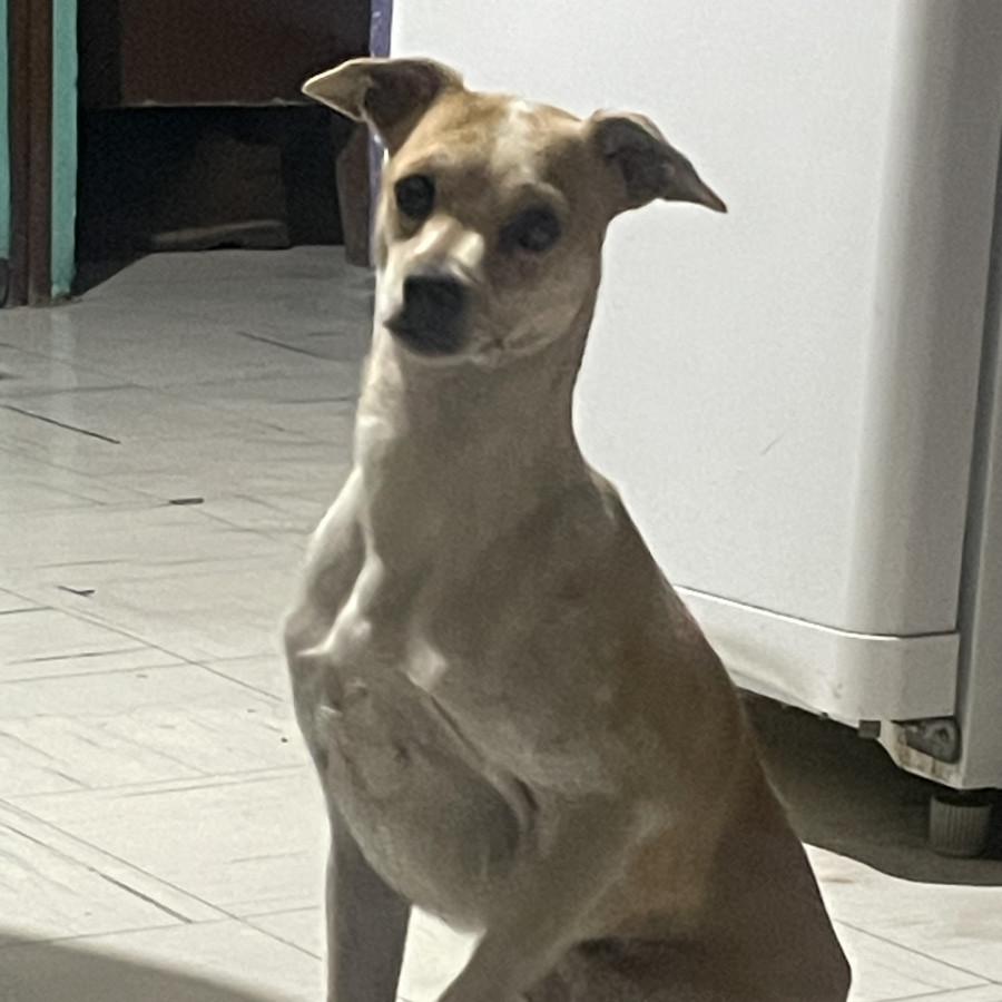 BILLIE | Raza Chihuahua | Perdido