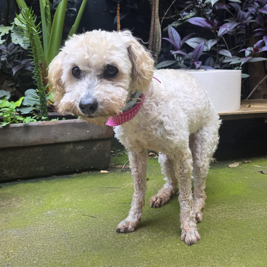 CHAI | Raza French Poodle o Caniche | En Adopción