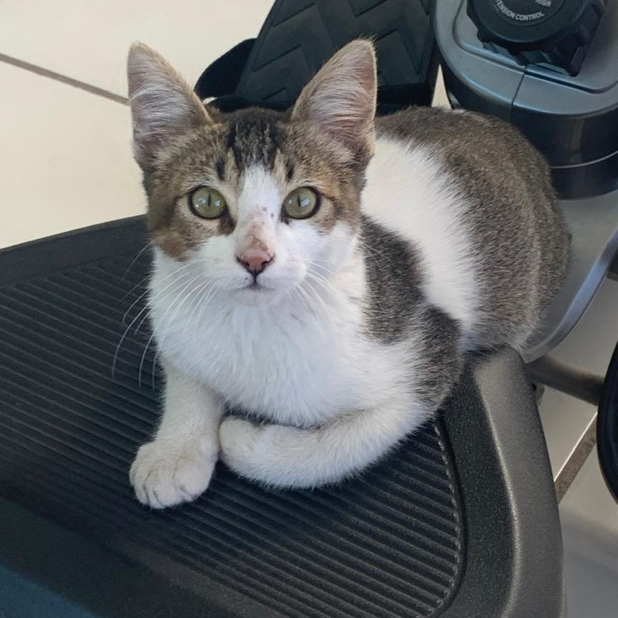 BALITA | Raza Doméstico Américano de Pelo Corto | Perdido