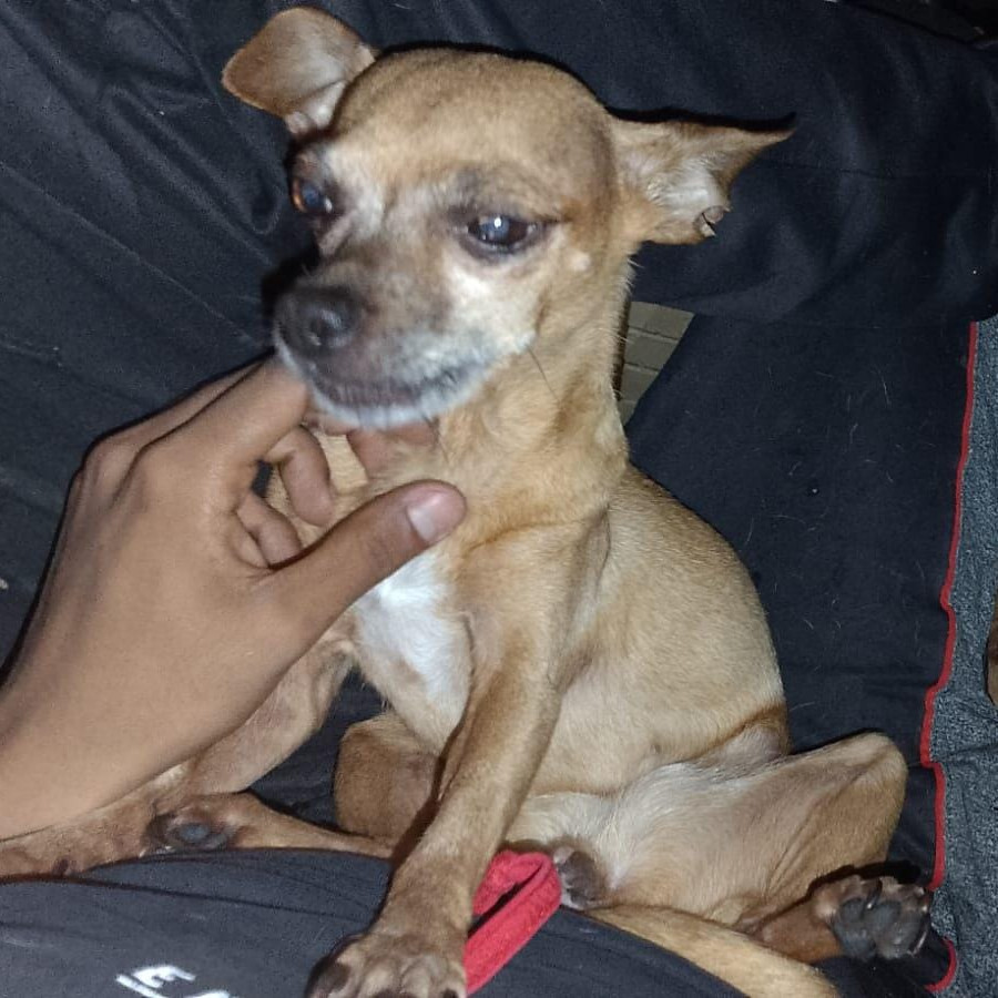 CLOY | Raza Chihuahua | Final Feliz