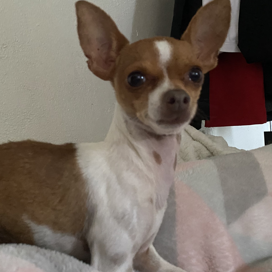 LUCAS | Raza Chihuahua | Perdido