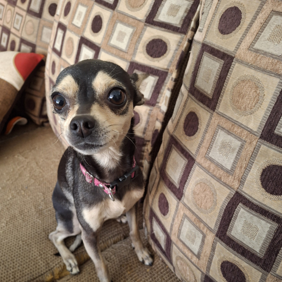 MELANIE | Raza Chihuahua | Perdida