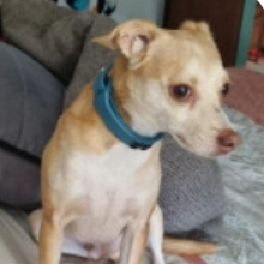 JACINTO | Raza Mestizo,  cruza de Chihuahua | Final Feliz