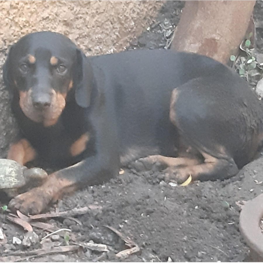 MATILDA | Raza Rottweiler | Final Feliz