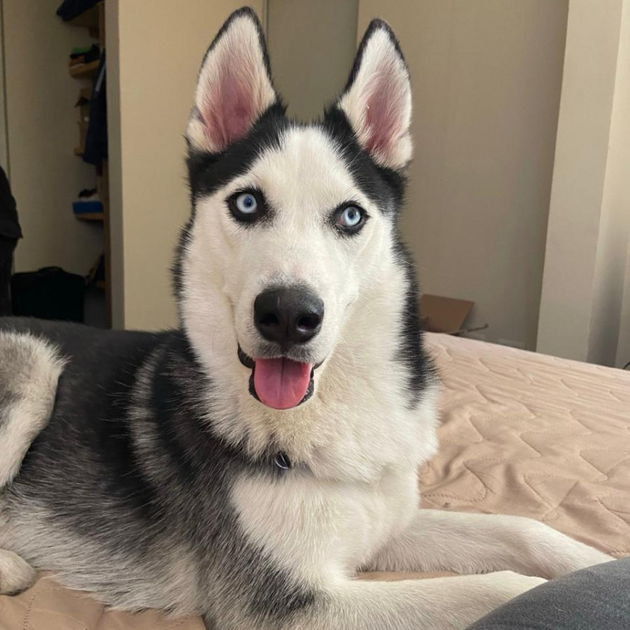 BLUE | Raza Husky Siberiano | Final Feliz