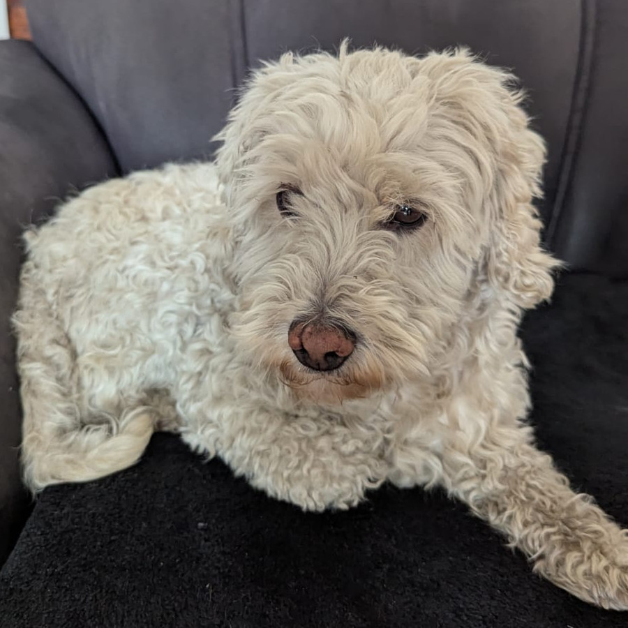  | Raza Mestizo, cruza de French Poodle | Final Feliz