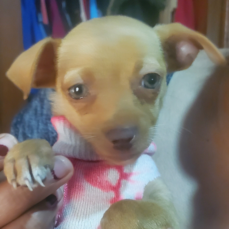 CANELITA | Raza Chihuahua | Perdida