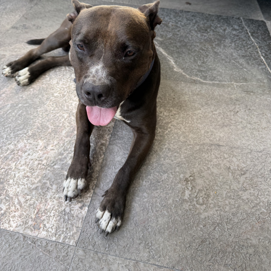  | Raza American Pitbull Terrier | Encontrado
