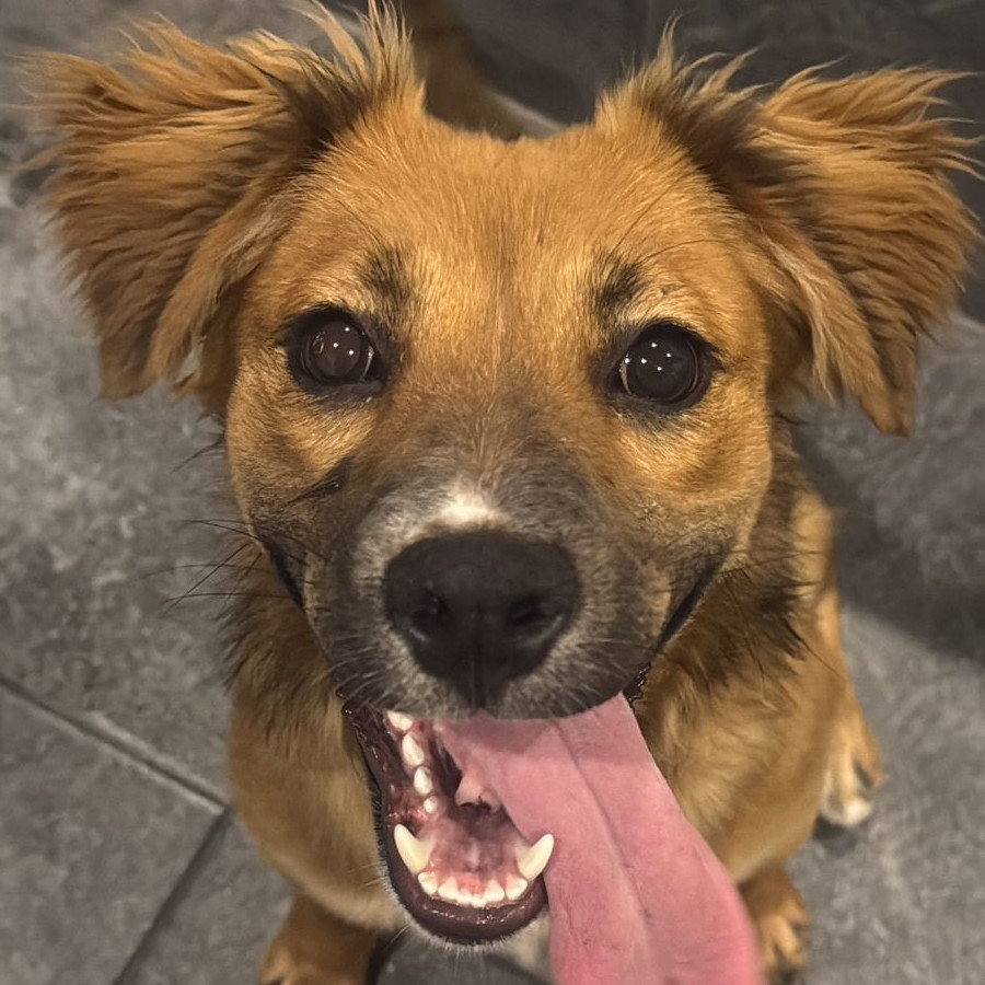 TEODORA | Raza Mestiza | Perdida