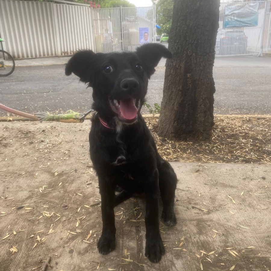PILI | Raza Mestiza, cruza de Border Collie | En Adopción