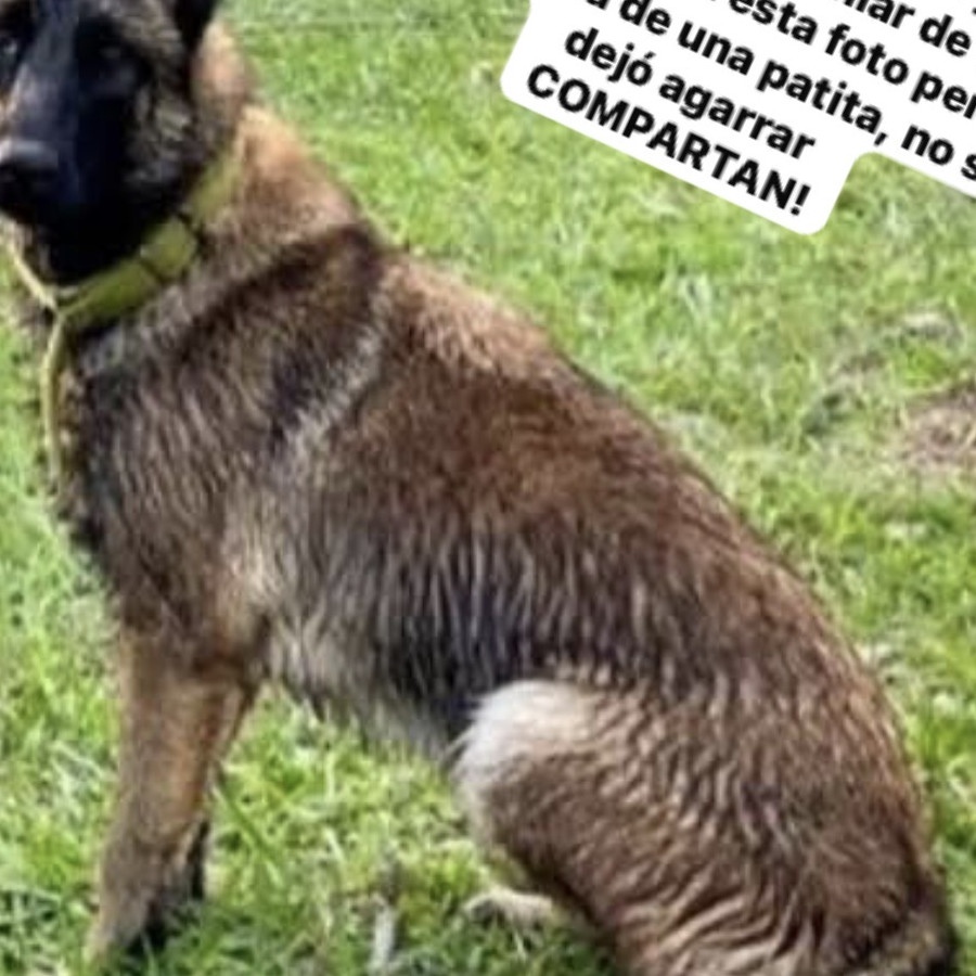  | Raza Pastor Belga Maliniois | Encontrada