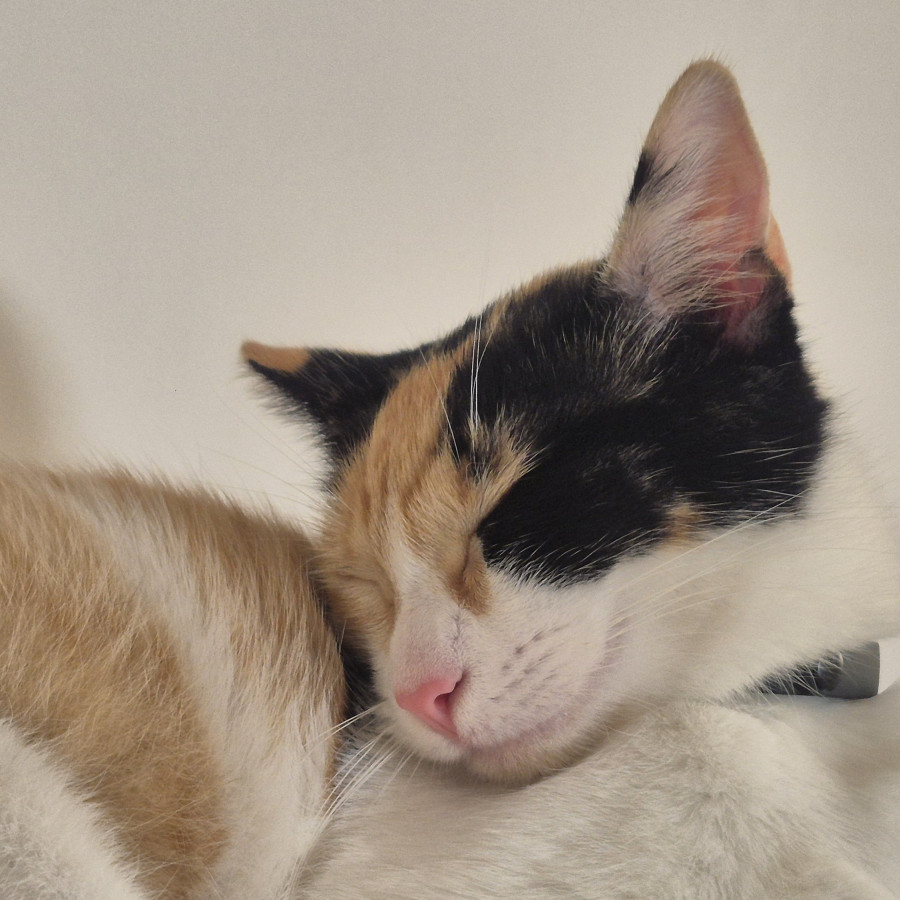 KIMI | Raza Calicó de pelo corto | Final Feliz