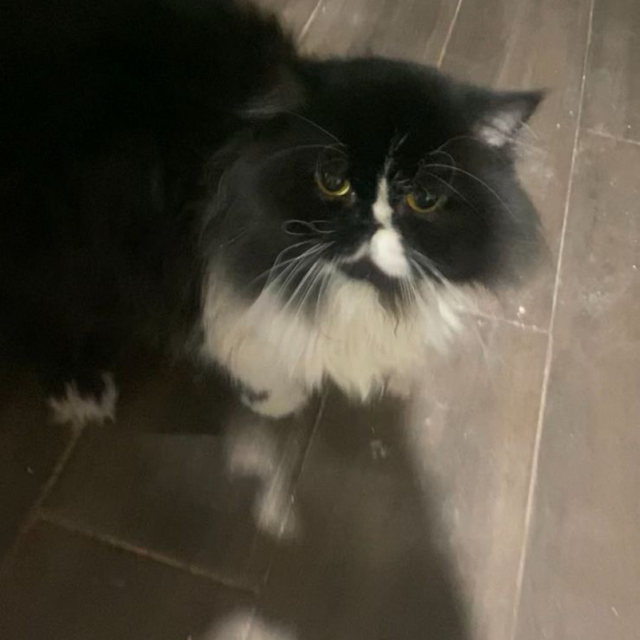 MICHU | Raza Persa | Perdido