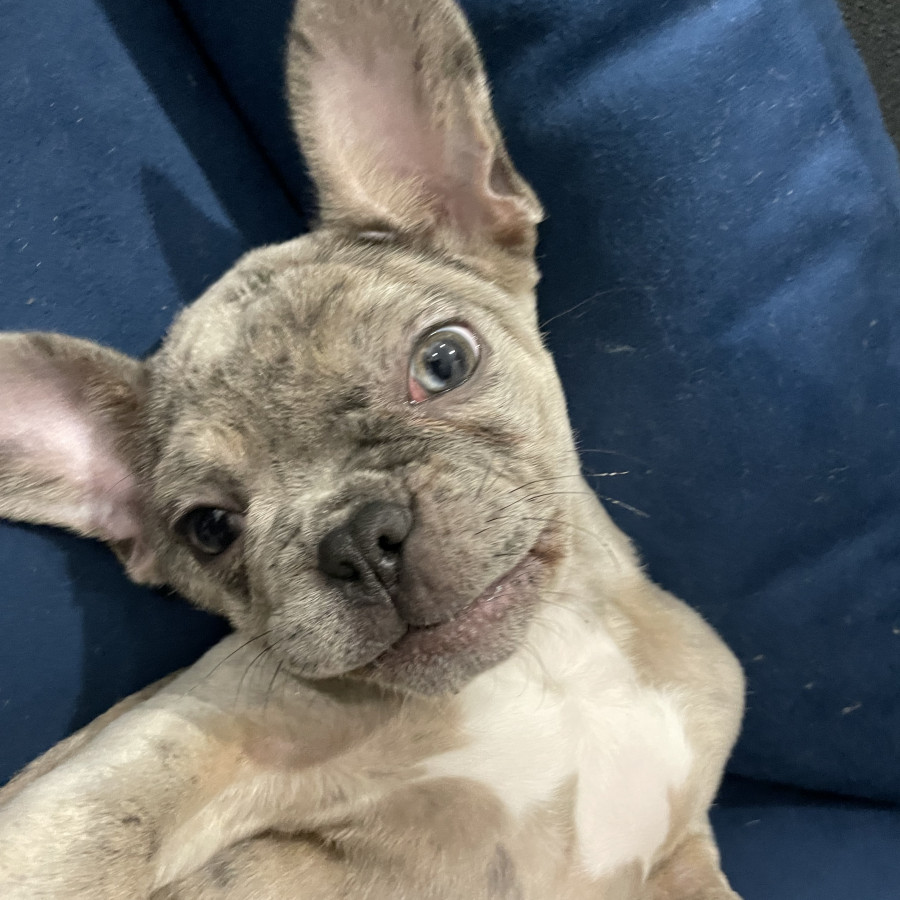 YODA | Raza Bulldog Francés  | Final Feliz