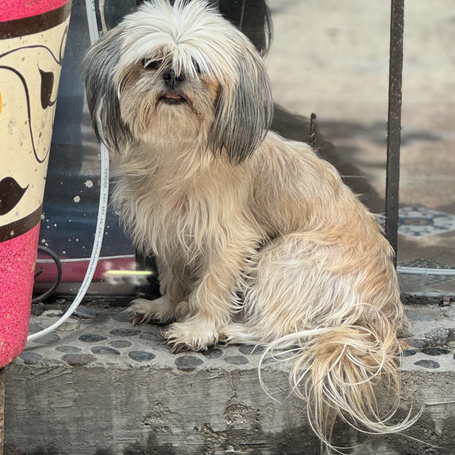 NENA O MOSHTRI | Raza Shih Tzu  | Perdida