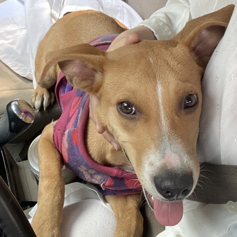  | Raza Mestiza | Encontrada