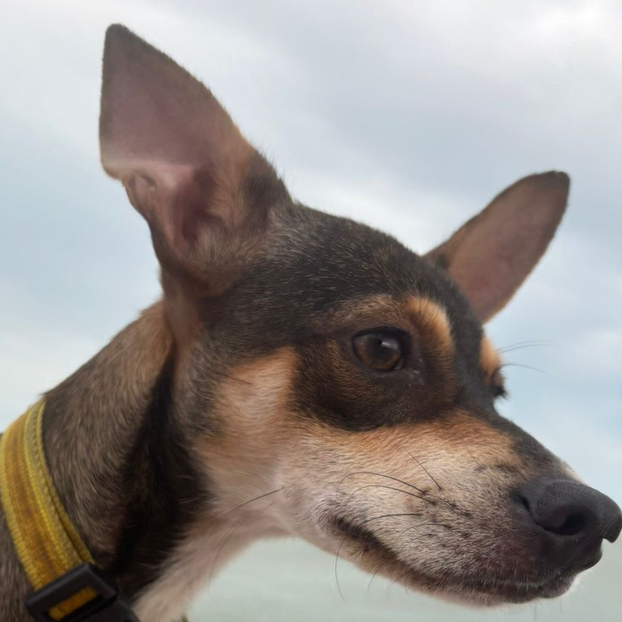 CHOCORROL | Raza Mestizo | Perdido