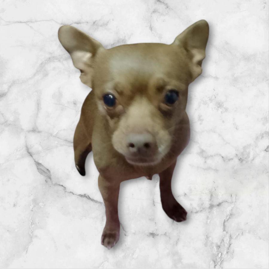 PUCHI | Raza Chihuahua | Perdido