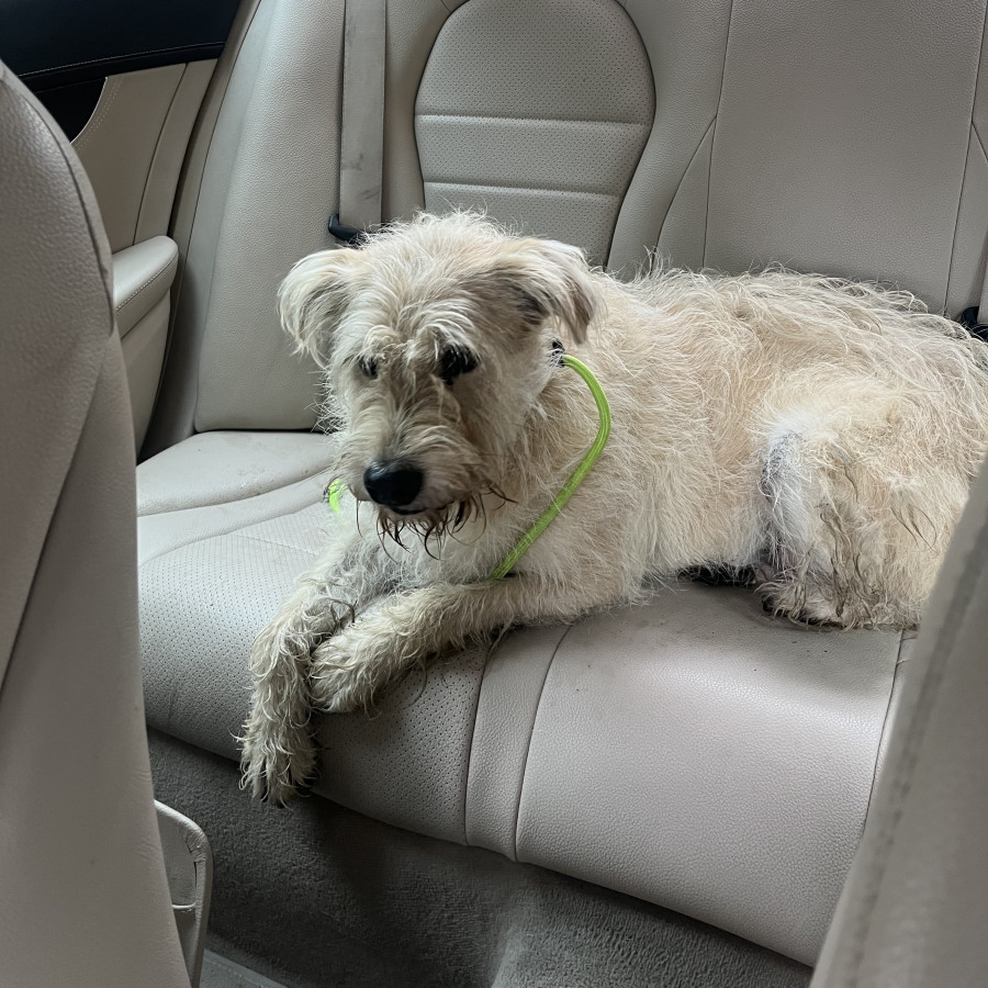  | Raza Mestizo, cruza de Schnauzer | Encontrado
