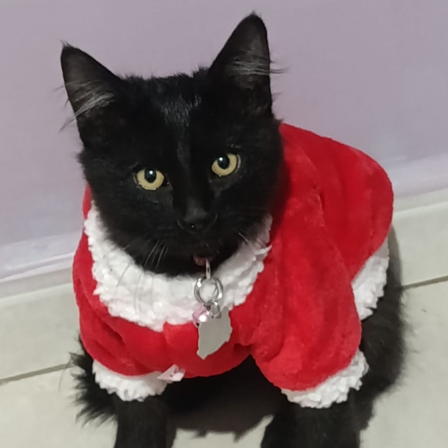 HAMBURGUESO | Raza Angora Turco Negro | Perdido