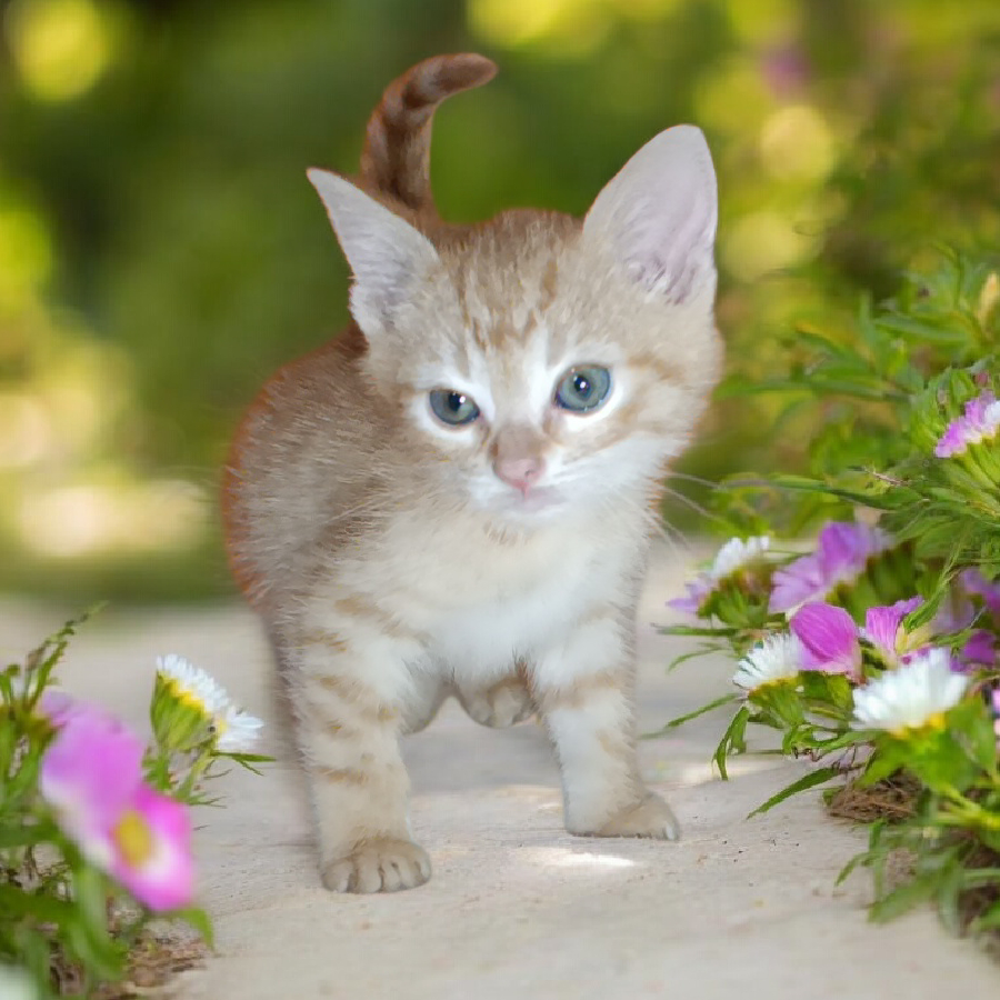 RYAN | Raza Doméstico Américano de Pelo Corto | En Adopción