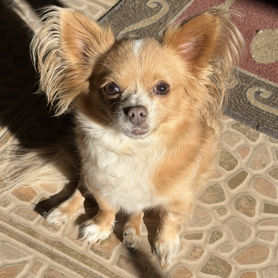 MINNI | Raza Chihuahua de pelo largo | Perdida