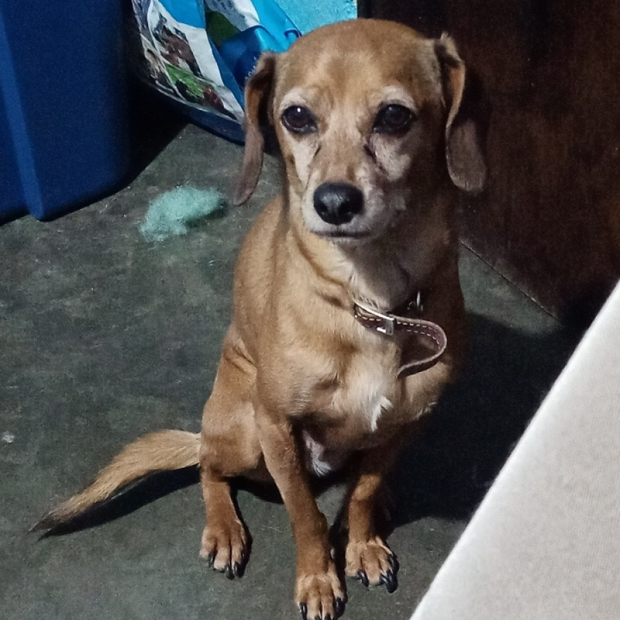 CANELA | Raza Mestiza, Cruza De Dachshund O Salchicha | Perdida