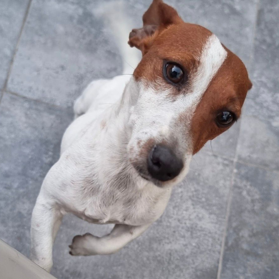 KHALI | Raza Jack Russell Terrier | Perdida