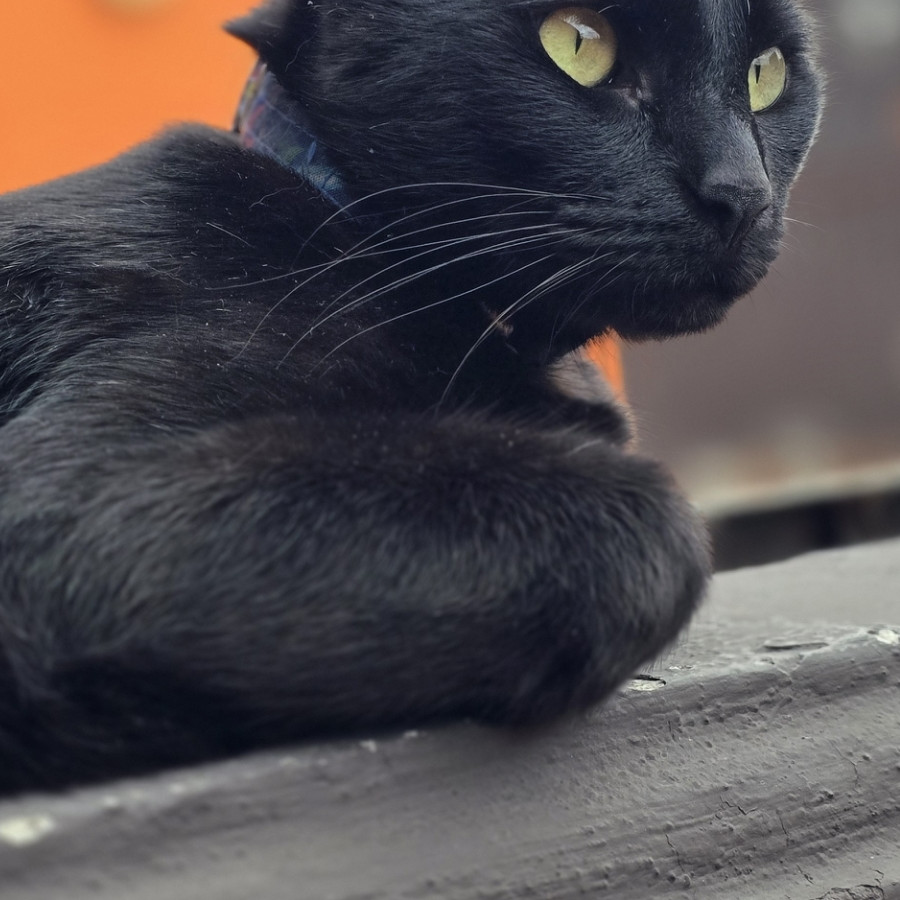 MISHIGAN | Raza Bombay | Perdido