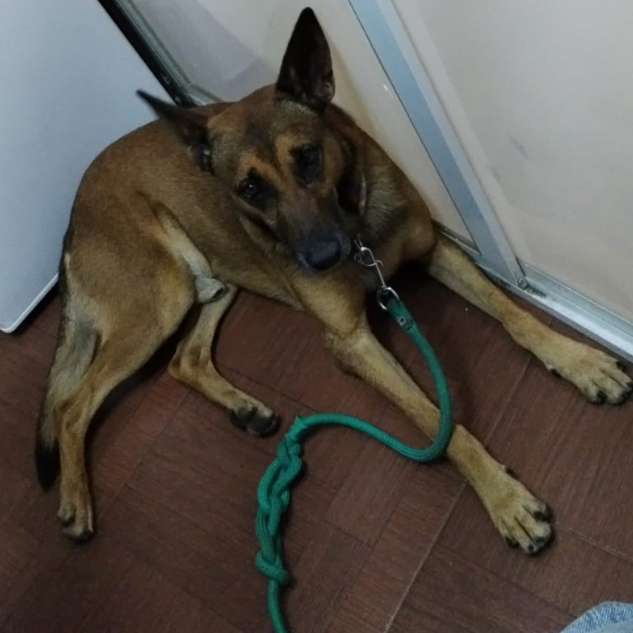 OSO | Raza Mestizo, cruza de Pastor Belga Malinois | Perdido