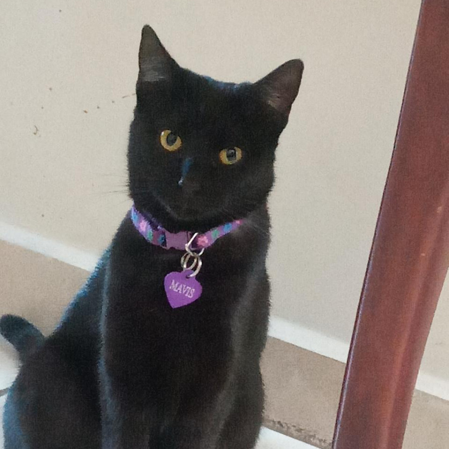 MAVIS | Raza Bombay | Perdida