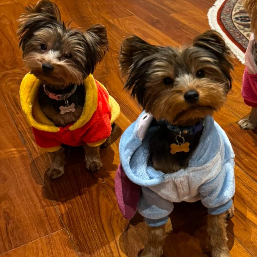 BRUNO Y LOLA | Raza Yorkshire Terrier (Yorkie) | Final Feliz