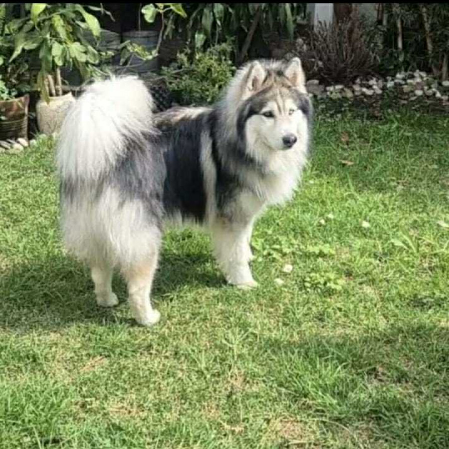 DRACO | Raza Malamute de Alaska o Alaskan Malamute | En Adopción