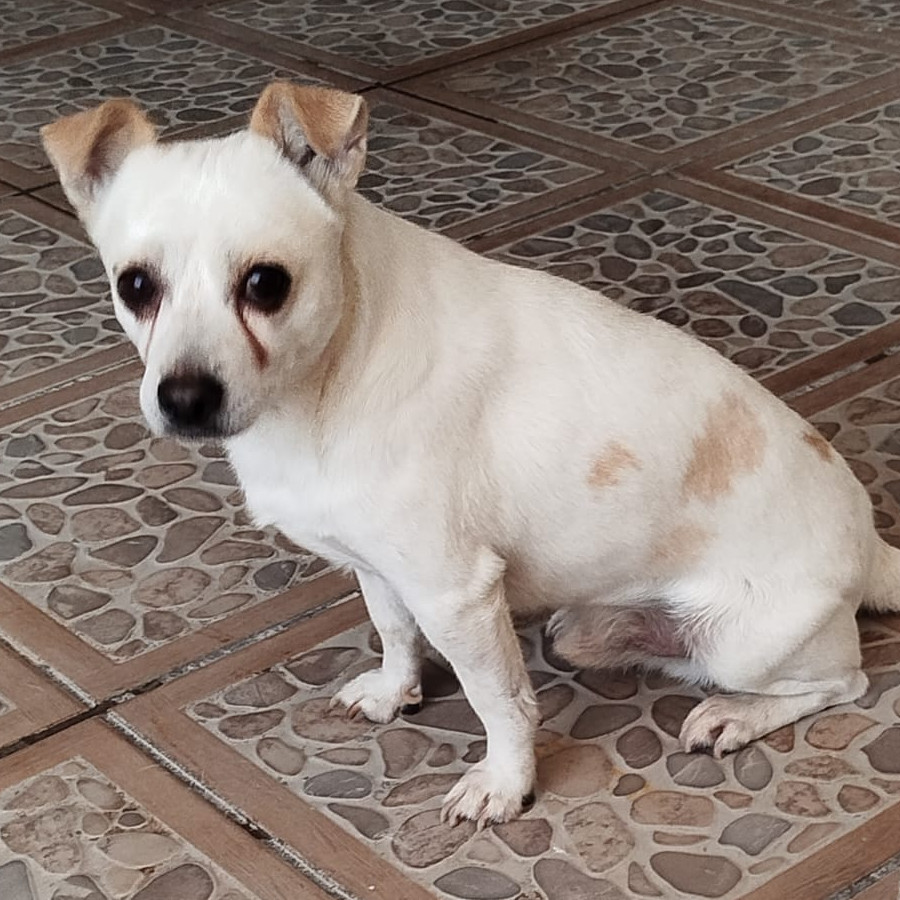 ROCKY | Raza Mestizo, cruza de Chihuahua | Perdido
