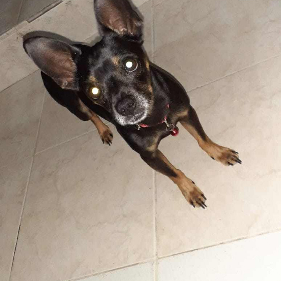 TOCHO | Raza Chihuahua | Perdido