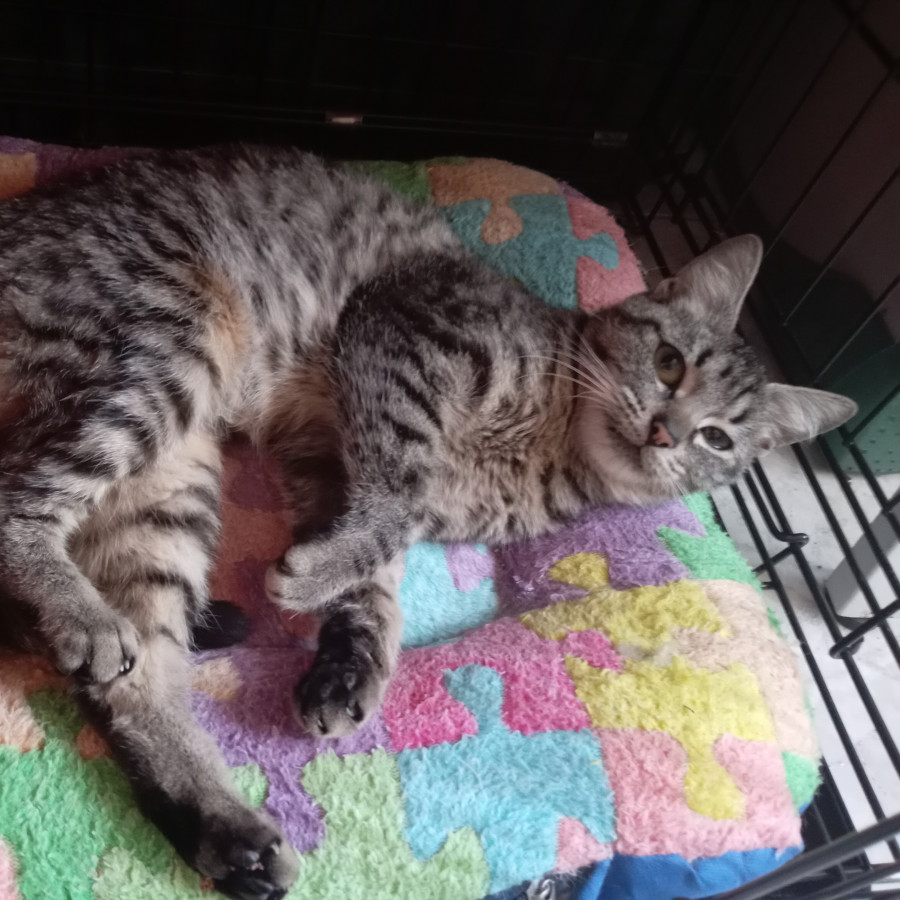 MISHA | Raza Doméstico Américano de Pelo Corto | En Adopción