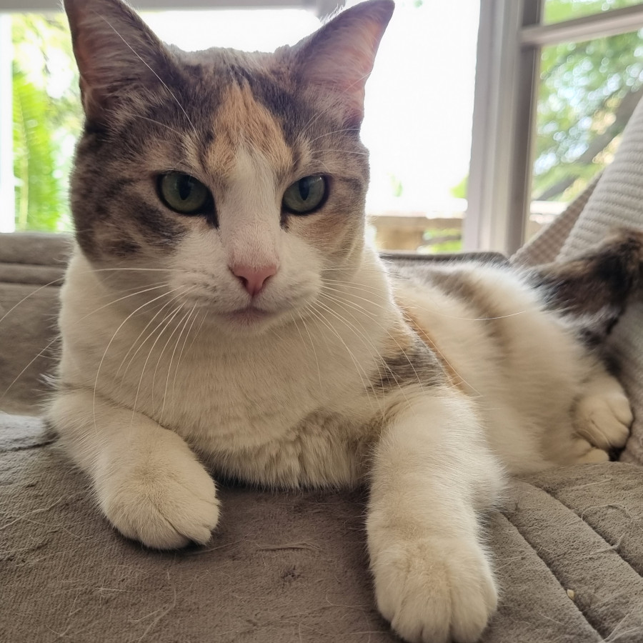 CATY | Raza Calicó Tricolor de Pelo Corto | Perdida